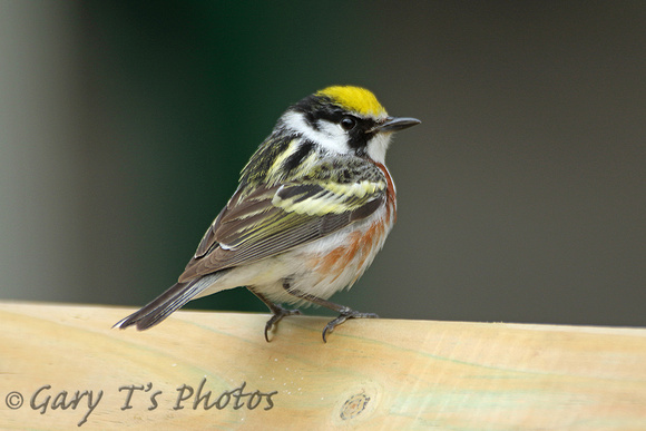 Chestnut-sided Warbler (Male)