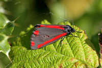 Cinnabar Moth (Tyria jacobaeae)
