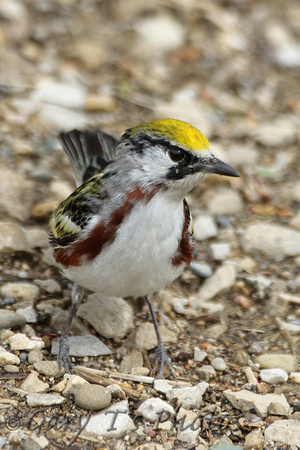 Chestnut-sided Warbler (1st Summer Male)