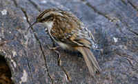 Eurasian Treecreeper (Adult)