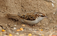 Eurasian Treecreeper (Adult)