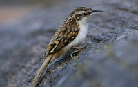 Eurasian Treecreeper (Adult)