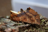 Coxcomb Prominent (Ptilodon capucina)