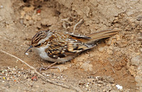 Eurasian Treecreeper (Adult)