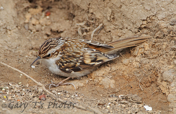 Eurasian Treecreeper (Adult)