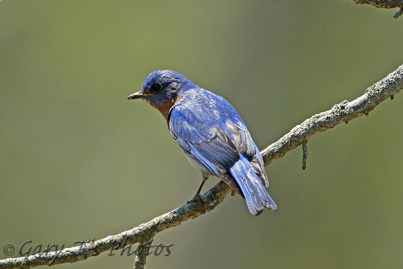 Eastern Bluebird (Male)