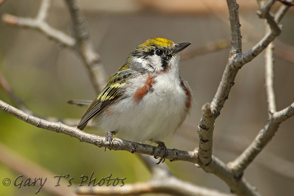 Chestnut-sided Warbler (1st Summer Male)