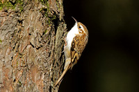 Eurasian Treecreeper (Adult)