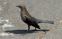 Brewers Blackbird (Female)