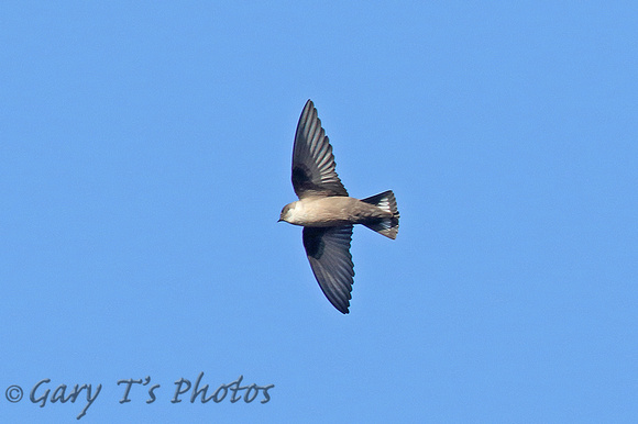 Crag Martin (Adult)