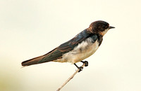 East Asian Swallow (Winter)
