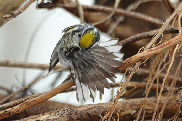 Chestnut-sided Warbler (1st Summer Male)