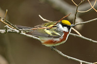 Chestnut-sided Warbler (Male)