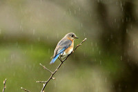 Eastern Bluebird (Female)