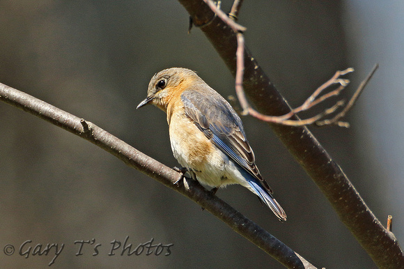 Eastern Bluebird (Female)