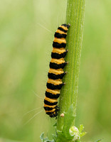 Cinnabar Moth (Tyria jacobaeae - Caterpillar)