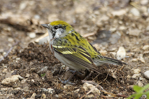 Chestnut-sided Warbler (1st Summer Female)