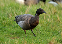 Dark-bellied  Brent Goose (Juvenile)