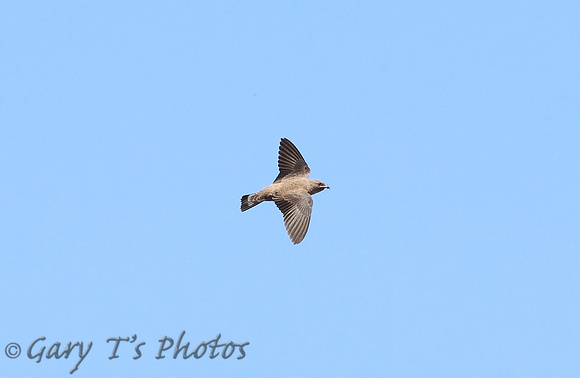 Crag Martin (Juvenile)