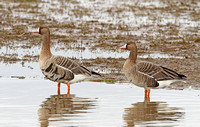 European White-fronted Goose (Adult & 1st Winter)