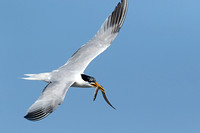 Elegant Tern