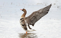 European White-fronted Goose (Adult)
