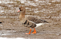 European White-fronted Goose (Adult)