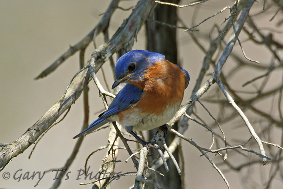 Eastern Bluebird (Male)