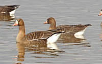 European White-fronted Goose (Adult & 1st Winter)
