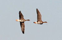 European White-fronted Goose (Adults)