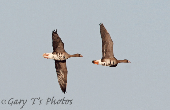European White-fronted Goose (Adults)
