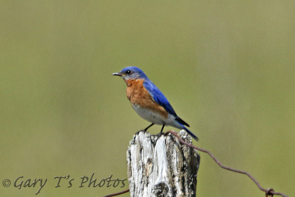 Eastern Bluebird (Male)