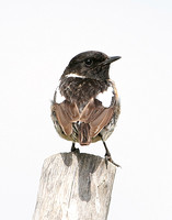 Stonechat (Male Summer)