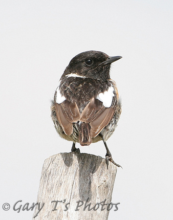Stonechat (Male Summer)