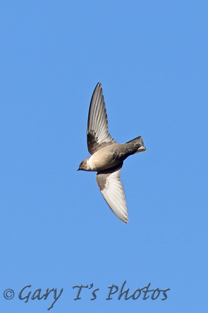 Crag Martin (Adult)