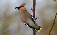 Bohemian Waxwing