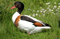 Shelduck (Duck)