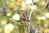 Fan-tailed Warbler (Zitting Cisticola)