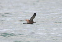 Brown Noddy