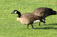Dusky Canada Goose