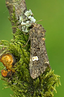 Dot Moth (Melanchra persicariae)