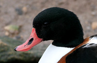Shelduck (Duck)