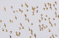 European Golden Plover (Flock)
