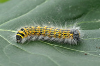 Buff-tip (Phalera bucephala - Caterpillar)