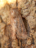 Flounced Rustic (Luperina testacea)