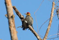 Golden-cheeked Woodpecker (Male)