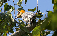 Golden-cheeked Woodpecker (Female)