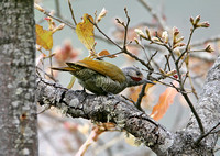 Grey-crowned Woodpecker (Male)