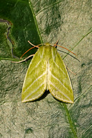 Green Silver-lines (Pseudoips prasinana)