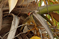 Green-barred Woodpecker (Male)